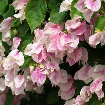 Bougainvillea spectabilis Pink-White - Drillingsblume