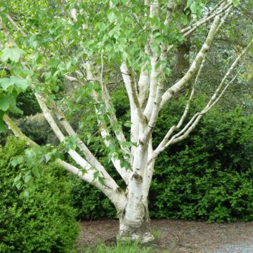 Betula utilis var. jacquemontii Doorenbos - Weißrindige Himalaya-Birke