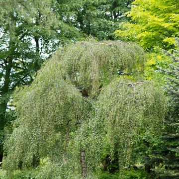 Bouleau pleureur Youngii - Betula pendula