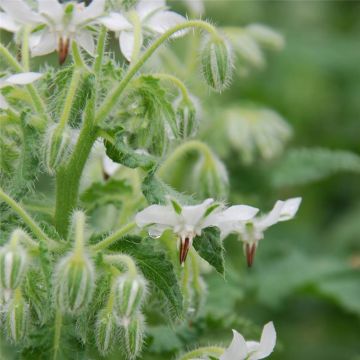 Borretsch Alba Bio - Borago officinalis