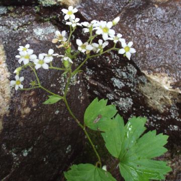 Boykinia aconitifolia - Boykinie