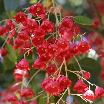 Brachychiton acerifolius - Flaschenbaum