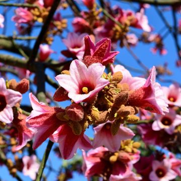 Brachychiton discolor - Flaschenbaum