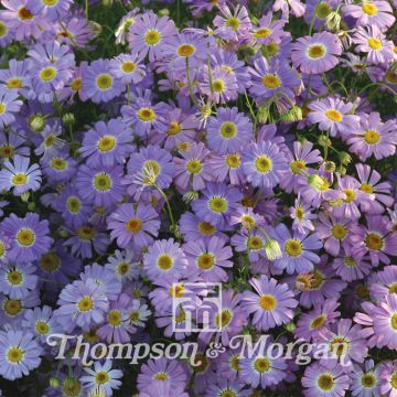 Brachyscome iberidifolia Little Missy (Samen) - Blaues Gänseblümchen