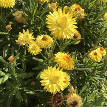 Bracteantha bracteata Granvia Gold - Garten-Strohblume