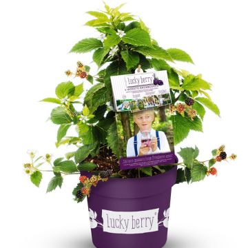 Rubus fruticosus Lucky Berry - Echte Brombeere