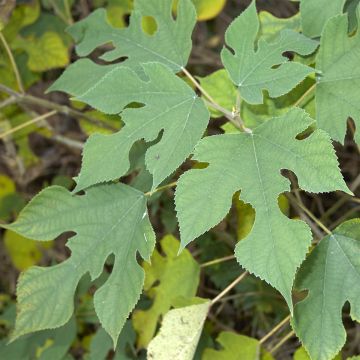 Broussonetia papyrifera - Papier-Maulbeerbaum