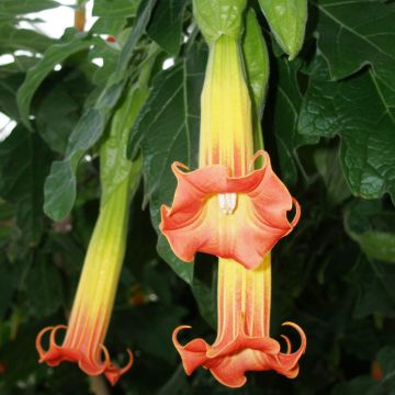 Brugmansia sanguinea - Trompetenbaum