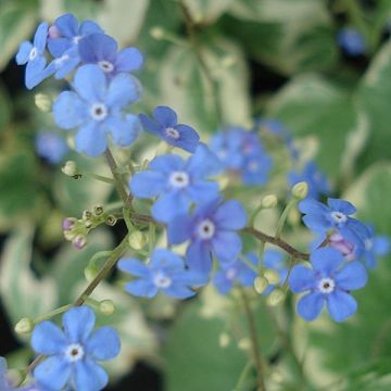 Brunnera macrophylla Variegata - Kaukasus-Vergißmeinnicht