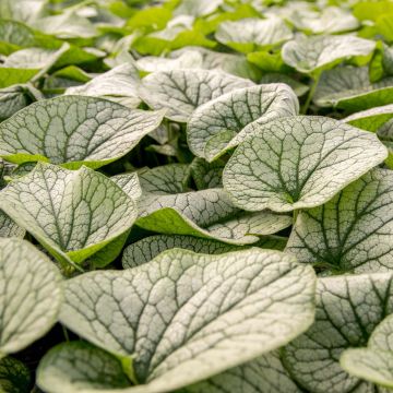 Brunnera macrophylla Alexander's Great - Kaukasus-Vergißmeinnicht