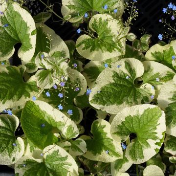 Brunnera macrophylla Dawson s White - Kaukasus-Vergißmeinnicht