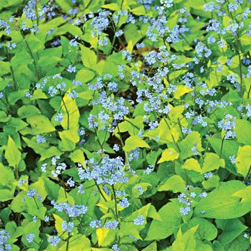 Brunnera macrophylla Diane's Gold - Kaukasus-Vergißmeinnicht