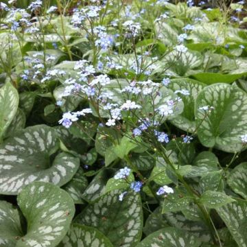 Brunnera macrophylla Emerald Mist - Kaukasus-Vergißmeinnicht