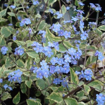 Brunnera macrophylla Hadspen cream - Kaukasus-Vergißmeinnicht