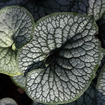 Brunnera macrophylla Jack of Diamonds - Kaukasus-Vergißmeinnicht