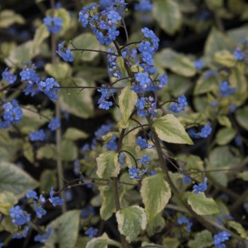 Brunnera macrophylla King's Ramson - Kaukasus-Vergißmeinnicht