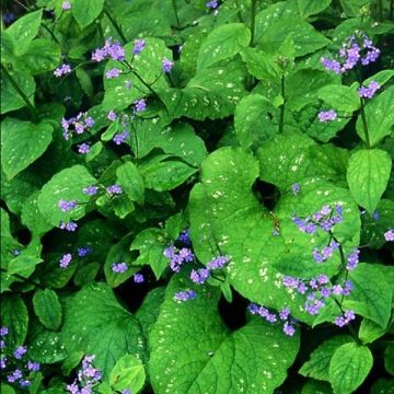 Brunnera macrophylla Langtrees - Kaukasus-Vergißmeinnicht