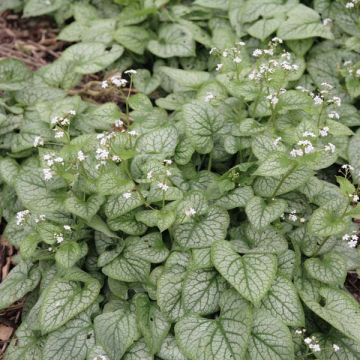 Brunnera macrophylla Mr Morse - Kaukasus-Vergißmeinnicht