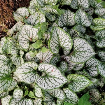 Brunnera macrophylla Queen of Hearts - Kaukasus-Vergißmeinnicht