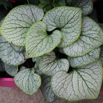 Brunnera macrophylla Silver Heart - Kaukasus-Vergißmeinnicht