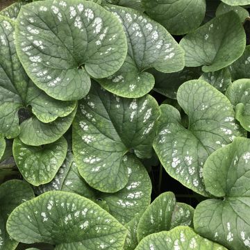 Brunnera macrophylla White Zebra - Kaukasus-Vergißmeinnicht