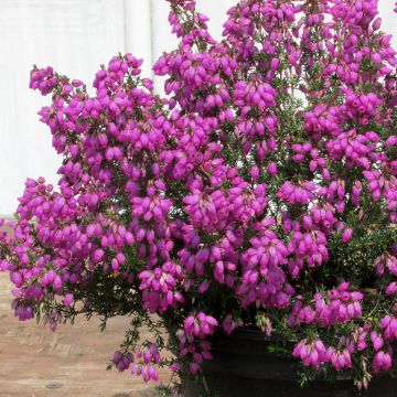 Graue Glocken-Heide Pallas - Erica cinerea