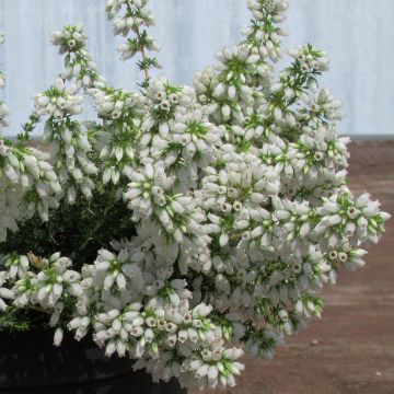 Bruyère cendrée - Erica cinerea f. alba