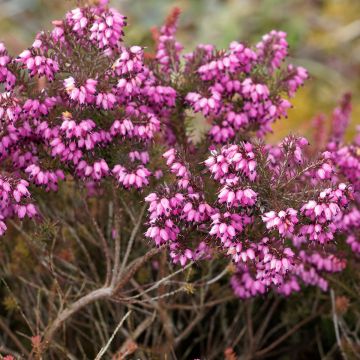 Winterblühende Heide Kramer's Rote - Erica darleyensis