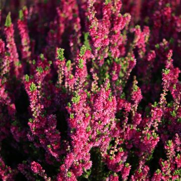 Besenheide Dark Beauty - Calluna vulgaris