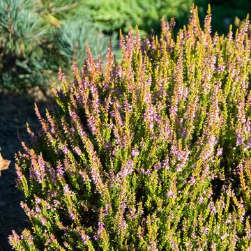 Besenheide Winter Chocolate - Calluna vulgaris