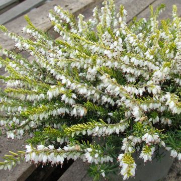 Winterblühende Heide Golden Perfect - Erica darleyensis