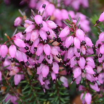 Winterblühende Heide Winter Belles Tylou - Erica darleyensis