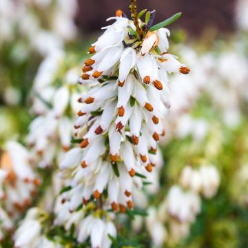 Schnee-Heide Isabell - Erica carnea