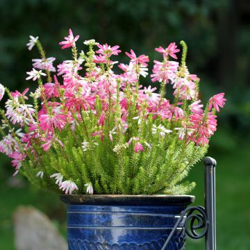 Heidekraut - Erica verticillata