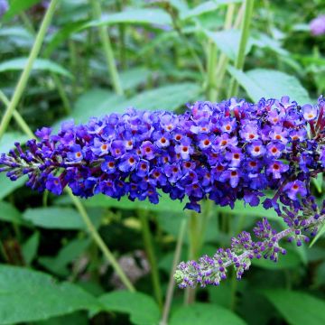 Buddleja davidii Empire Blue - Sommerflieder