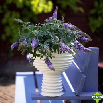 Buddleja davidii Lilac Chip - Sommerflieder