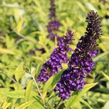 Buddleia Magda's Gold Knight - Arbre aux papillons