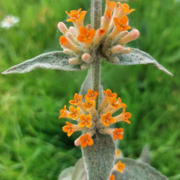 Buddleja Orange Sceptre - Sommerflieder