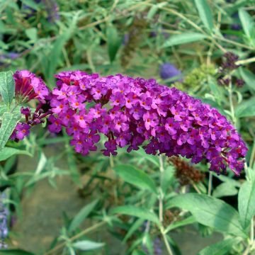 Buddleja davidii Royal Red - Sommerflieder