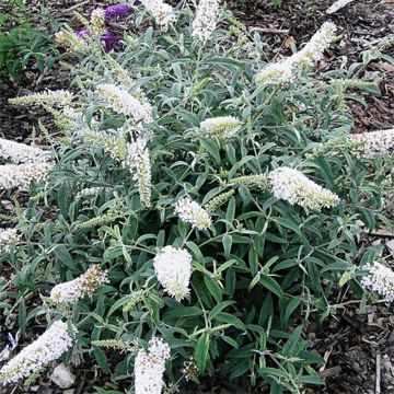 Buddleja davidii White Ball - Sommerflieder