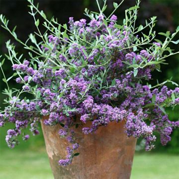 Buddleja alternifolia Unique - Wechselblättriger Sommerflieder