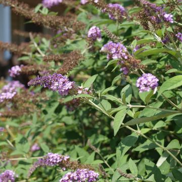 Buddleja davidii Nanho Purple - Sommerflieder