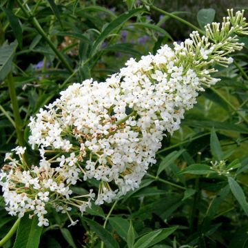 Buddleja davidii Nanho White - Sommerflieder