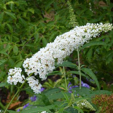 Buddleja davidii Rêve de Papillon Blanc - Sommerflieder