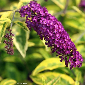 Buddleia davidii Santana - Arbre à papillons panaché