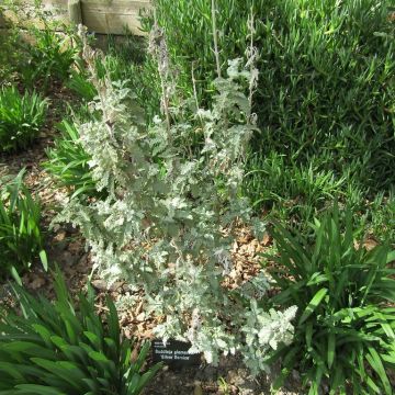 Buddleja glomerata Silver Service - Sommerflieder