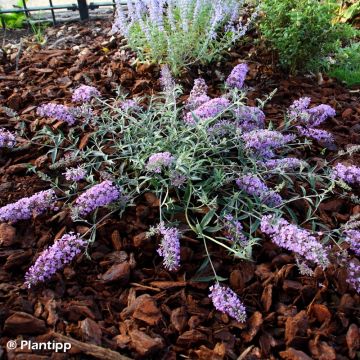 Buddleja davidii Free Petite Lavender Flow - Sommerflieder