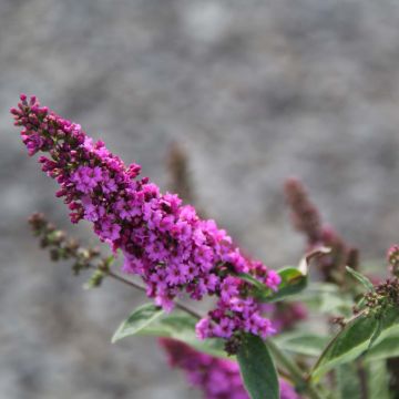 Buddleja davidii Pink Micro Chip - Sommerflieder