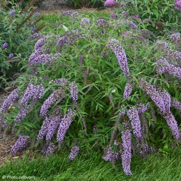 Buddleja Wisteria Lane - Arbre à papillons