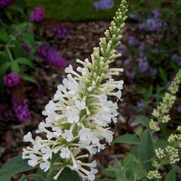 Buddleja davidii Argus White - Sommerflieder